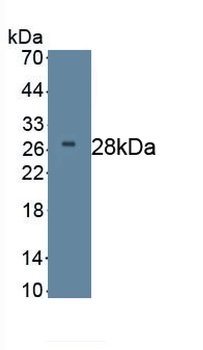 DKK2 Antibody in Western Blot (WB)