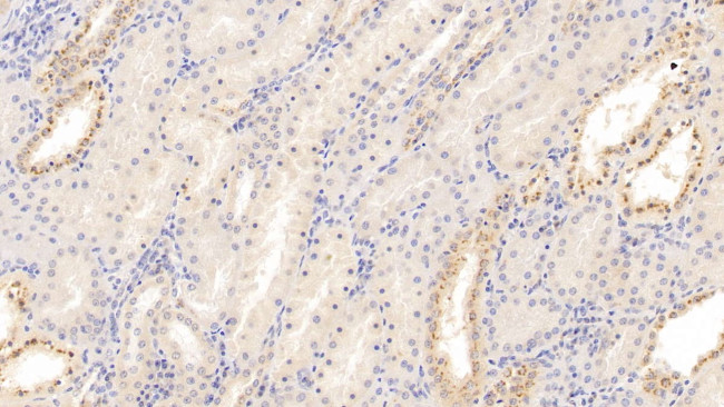 CXCL9 (MIG) Antibody in Immunohistochemistry (Paraffin) (IHC (P))