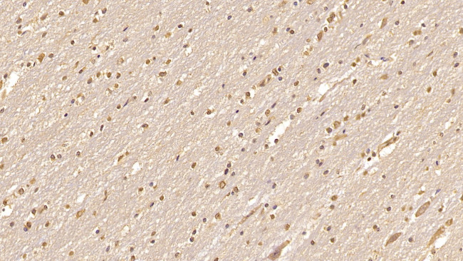 CDNF Antibody in Immunohistochemistry (Paraffin) (IHC (P))