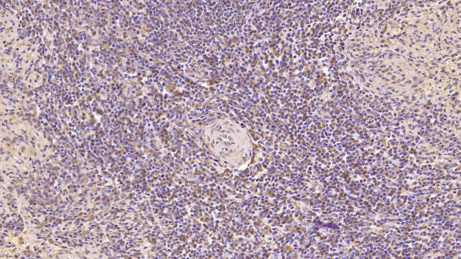 CDNF Antibody in Immunohistochemistry (Paraffin) (IHC (P))