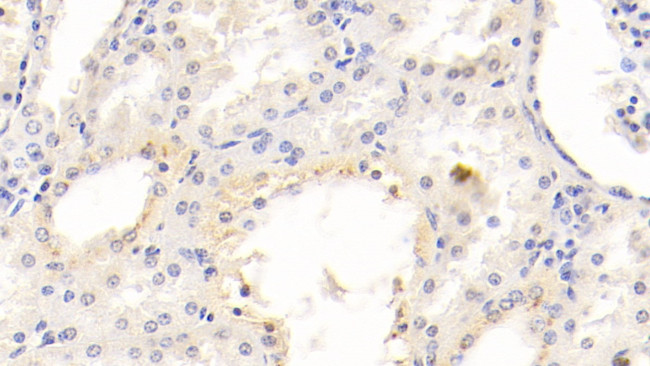 KIM-1 Antibody in Immunohistochemistry (Paraffin) (IHC (P))