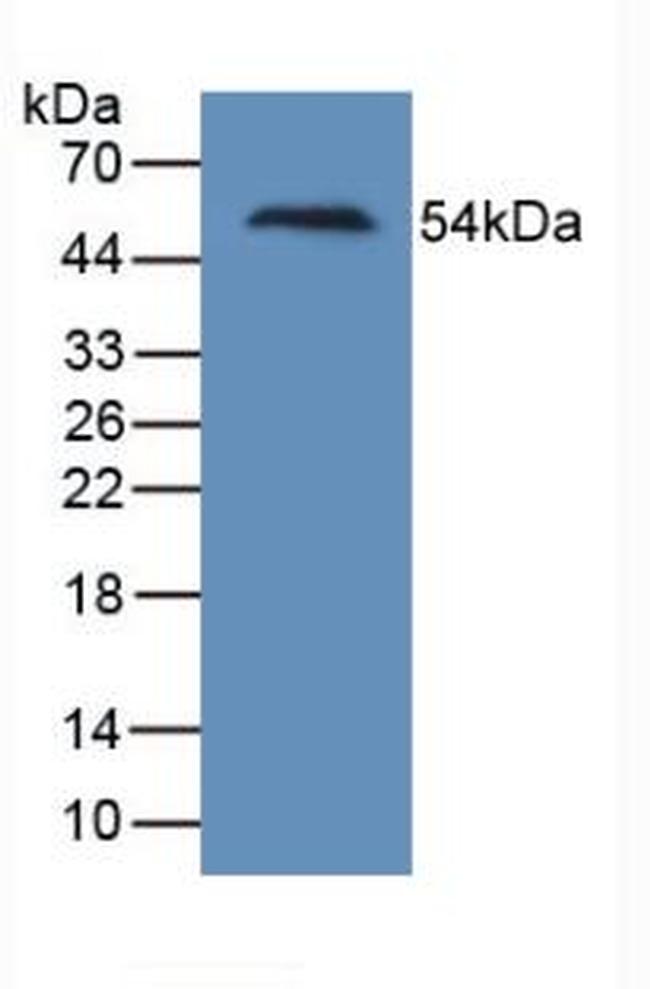 KIM-1 Antibody in Western Blot (WB)