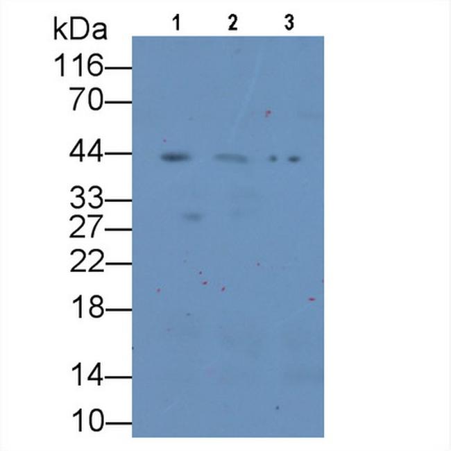 CD138 (Syndecan-1) Antibody in Western Blot (WB)