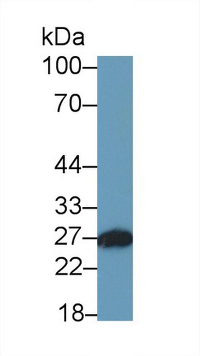 Azurocidin Antibody in Western Blot (WB)