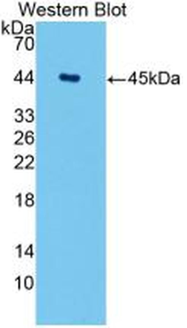 Aquaporin 4 Antibody in Western Blot (WB)