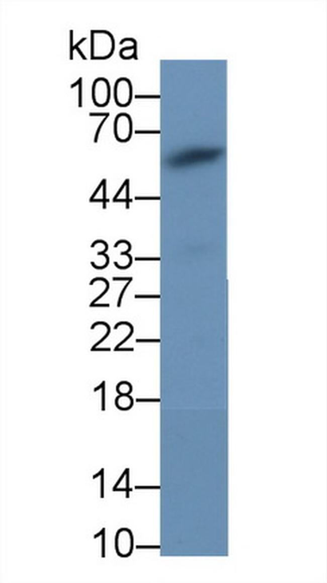 AMH Antibody in Western Blot (WB)