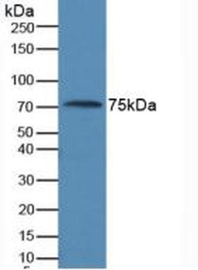 AMH Antibody in Western Blot (WB)