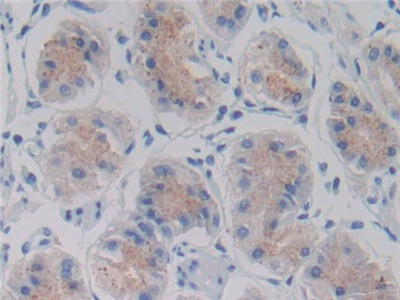 AMH Antibody in Immunohistochemistry (Paraffin) (IHC (P))