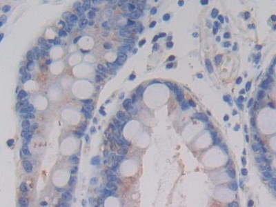 AMH Antibody in Immunohistochemistry (Paraffin) (IHC (P))