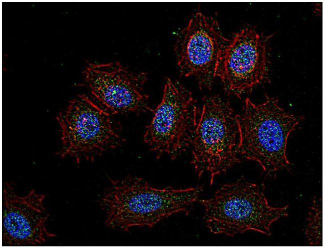 Csk Antibody in Immunocytochemistry (ICC/IF)