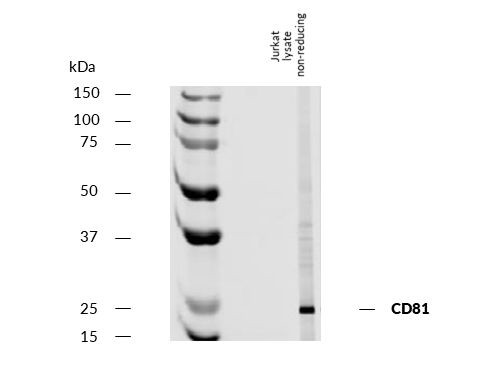 CD81 Antibody in Western Blot (WB)