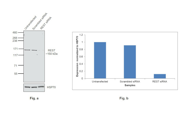 REST Antibody