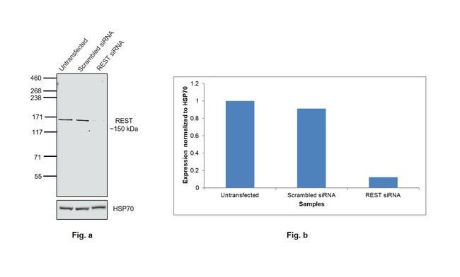 REST Antibody in Western Blot (WB)