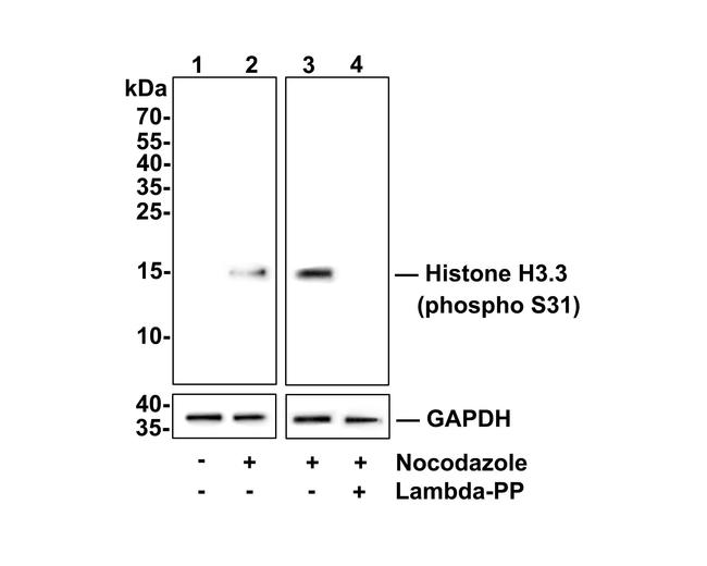 Phospho-Histone H3.3 (Ser31) Antibody in Western Blot (WB)