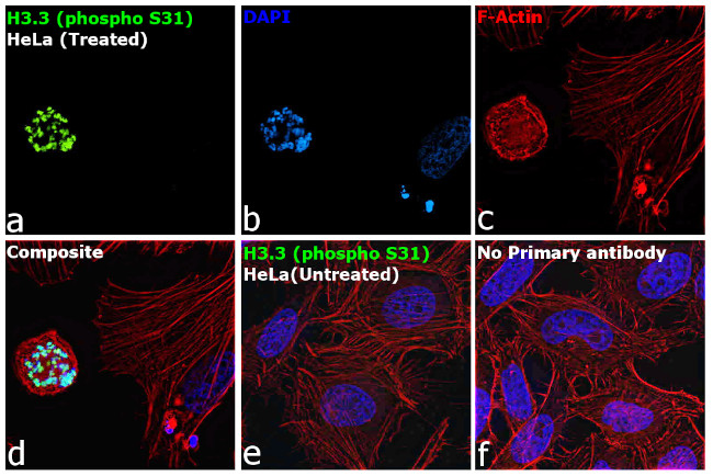 Phospho-Histone H3.3 (Ser31) Antibody in Immunocytochemistry (ICC/IF)