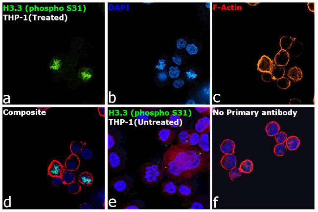 Phospho-Histone H3.3 (Ser31) Antibody in Immunocytochemistry (ICC/IF)