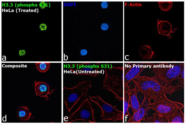 Phospho-Histone H3.3 (Ser31) Antibody