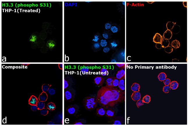 Phospho-Histone H3.3 (Ser31) Antibody