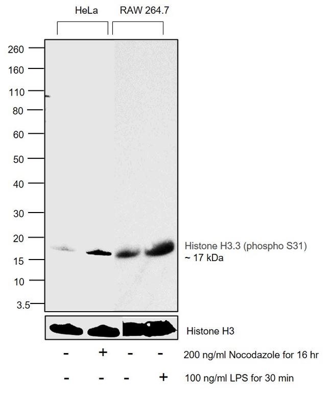Phospho-Histone H3.3 (Ser31) Antibody in Western Blot (WB)