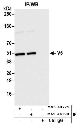 V5 Tag Antibody in Immunoprecipitation (IP)