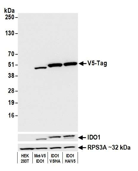 V5 Tag Antibody in Western Blot (WB)