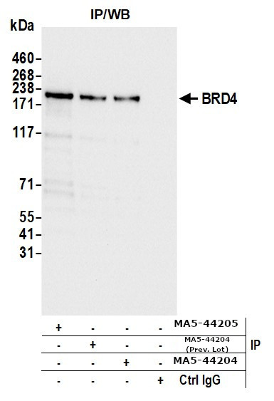 BRD4 Antibody in Immunoprecipitation (IP)