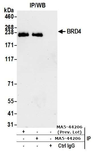 BRD4 Antibody in Immunoprecipitation (IP)