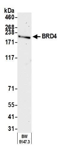 BRD4 Antibody in Western Blot (WB)