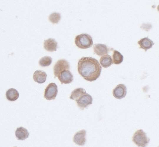 PTPN12 Antibody in Immunocytochemistry (ICC/IF)