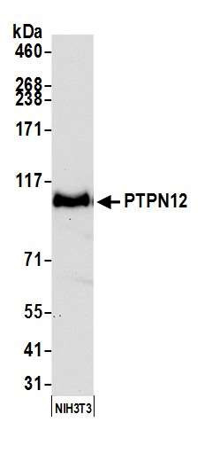 PTPN12 Antibody in Western Blot (WB)