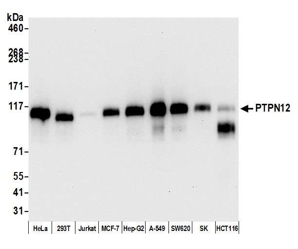 PTPN12 Antibody in Western Blot (WB)