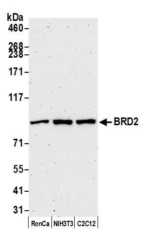 BRD2 Antibody in Western Blot (WB)