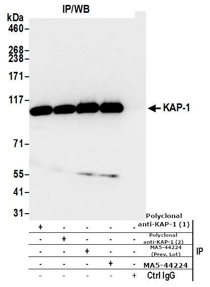 TRIM28 Antibody in Immunoprecipitation (IP)