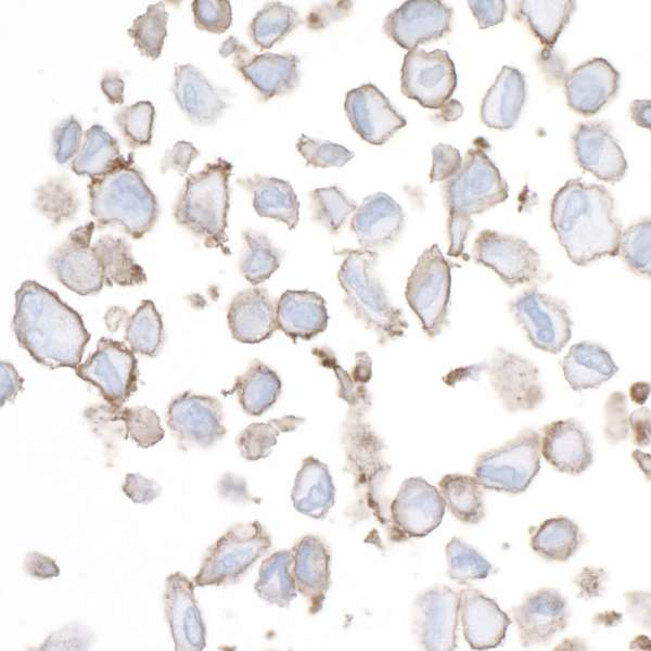 B7-H3 (CD276) Antibody in Immunocytochemistry (ICC/IF)