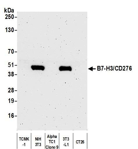 B7-H3 (CD276) Antibody in Western Blot (WB)