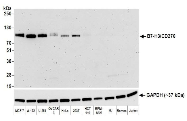 B7-H3 (CD276) Antibody in Western Blot (WB)