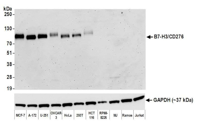 B7-H3 (CD276) Antibody in Western Blot (WB)