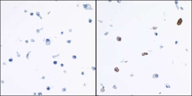 IDO1 Antibody in Immunocytochemistry (ICC/IF)