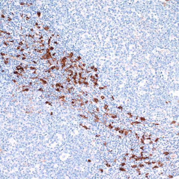 IDO1 Antibody in Immunohistochemistry (Paraffin) (IHC (P))