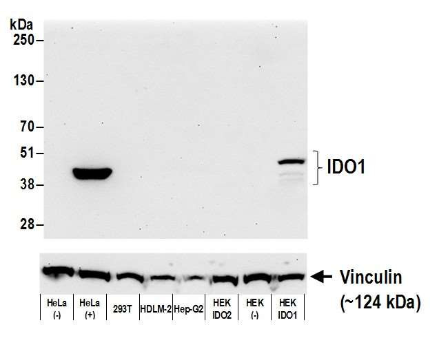 IDO1 Antibody in Western Blot (WB)