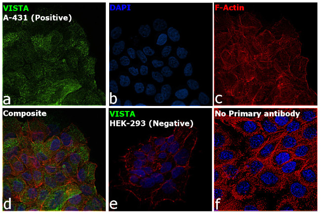 VISTA Antibody in Immunocytochemistry (ICC/IF)