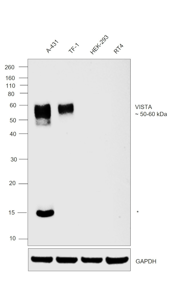 VISTA Antibody