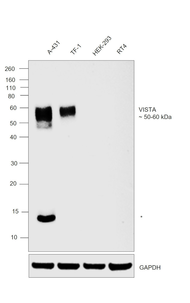 VISTA Antibody in Western Blot (WB)