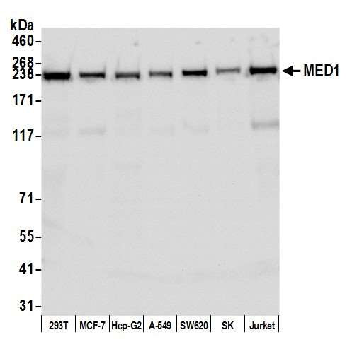 TRAP220 Antibody in Western Blot (WB)