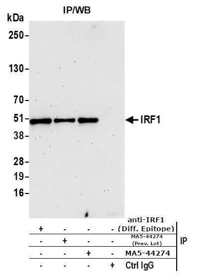 IRF1 Antibody in Immunoprecipitation (IP)