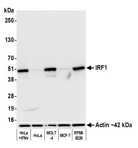 IRF1 Antibody in Western Blot (WB)