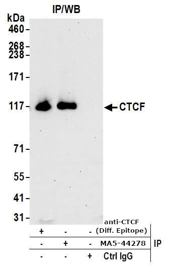 CTCF Antibody in Immunoprecipitation (IP)