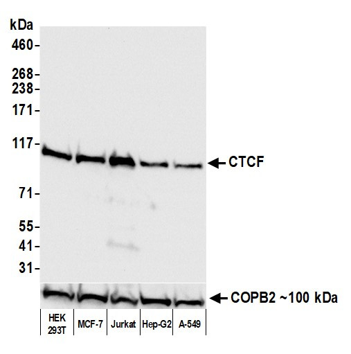 CTCF Antibody in Western Blot (WB)