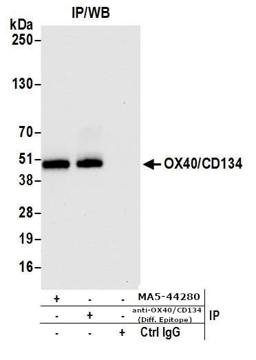 OX40 (CD134) Antibody in Immunoprecipitation (IP)