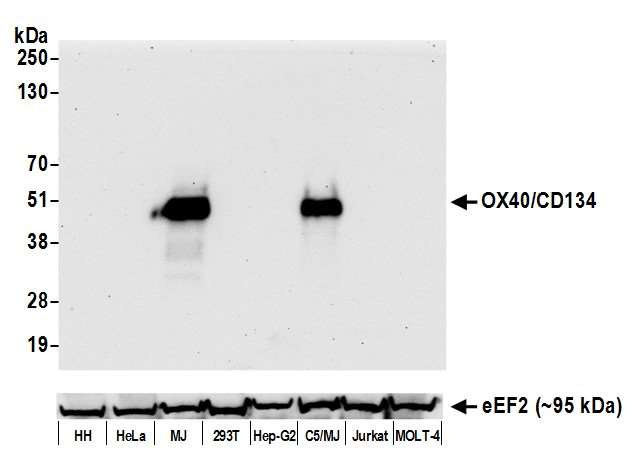 OX40 (CD134) Antibody in Western Blot (WB)